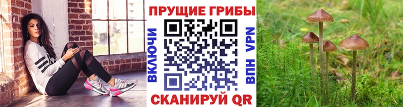 Псилоцибиновые грибы Cubensis  магазин продажи наркотиков  Краснозаводск 